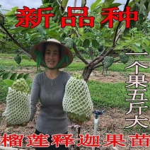 四季结果释迦果树苗台湾香荔嫁接苗当年结果南北方可种