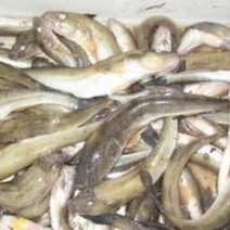 胖头鱼大量，需要加工的客户联系我。