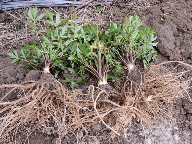 折耳根植株与根茎特写