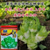 重庆市审定儿菜正早一号早熟儿菜种子提早上市基地用种芥菜种
