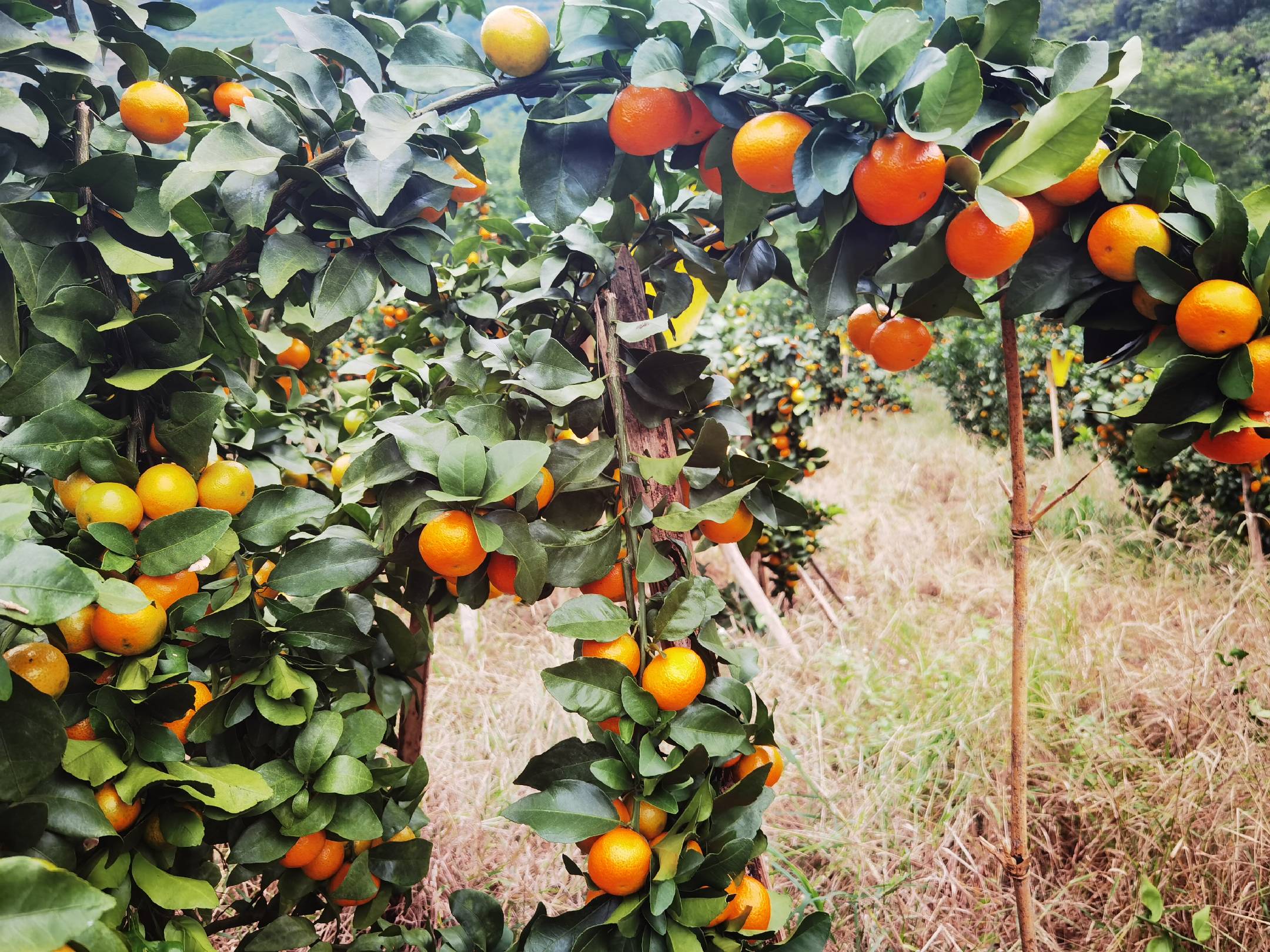 沙糖桔果园冬季景象