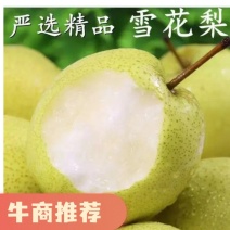 华北中华酥梨，雪花梨大量上市中！！欢迎各地客商洽谈合作！