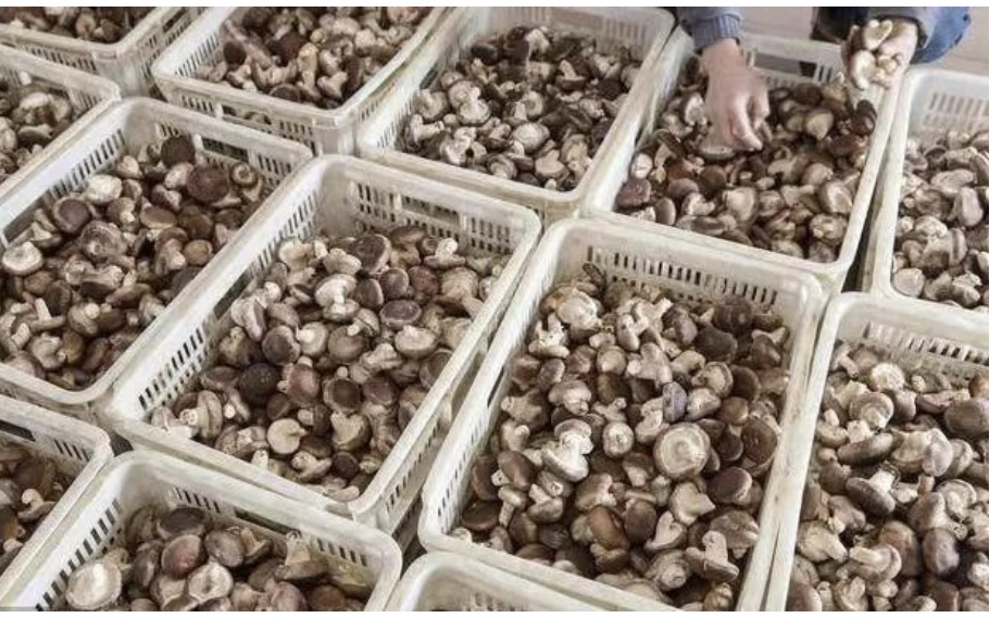 柱状图显示2023年主要食用菌干品平均批发价格:羊肚菌约2,200元/kg,松茸约5,800元/kg,大红菇约6,500元/kg,纵轴为价格(元/kg),横轴为品种名称,清晰展示红菇价格位居前列 中国主要食用菌市场价格趋势图