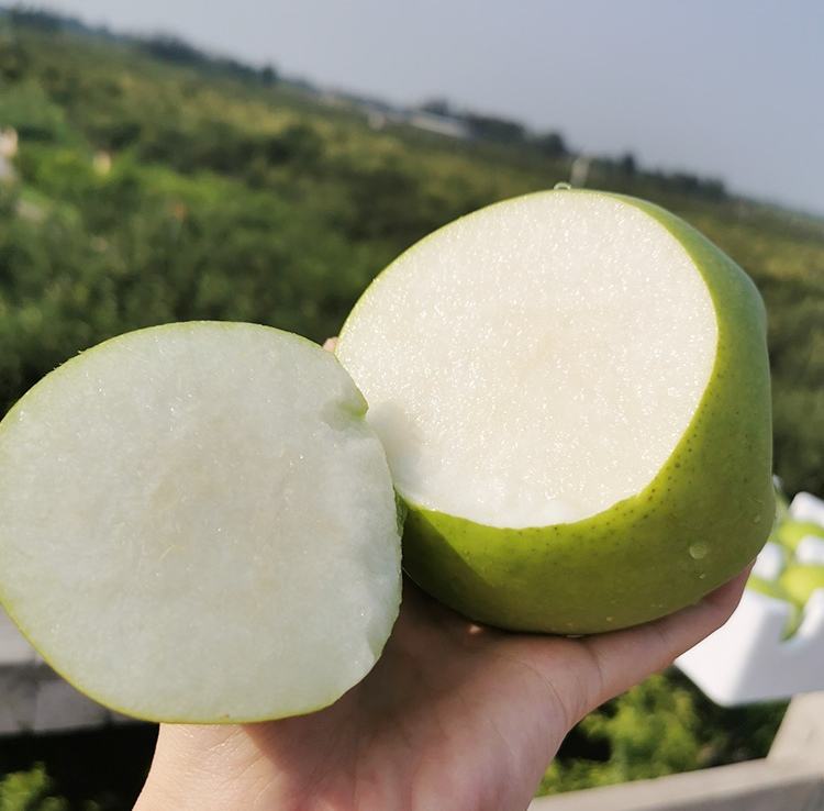 果心剖面图显示黑色坏死区域