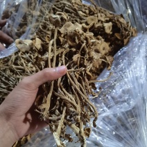 古田开伞茶树菇干货批发，不开伞茶树菇干货批发