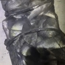 鱼
