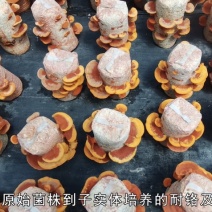 朱红栓菌菌棒菌包出菇包灵芝