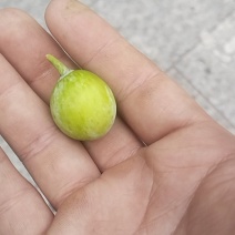 银杏果