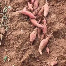 西瓜红丘陵沙地，口感软糯香甜，颜色鲜艳，箱装袋装