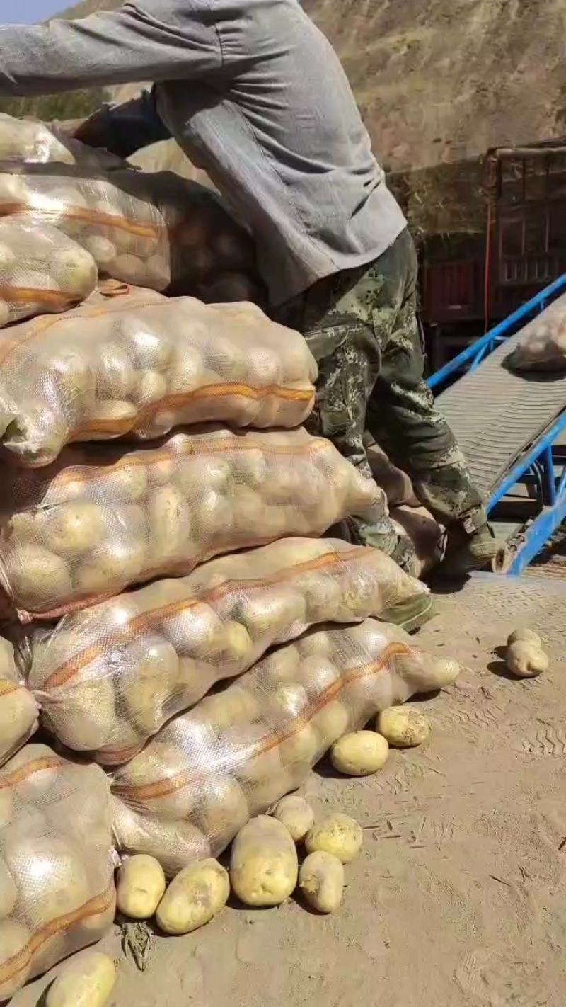 甘肃土豆希森6号黄皮黄心大量上市货源稳定欢迎咨询