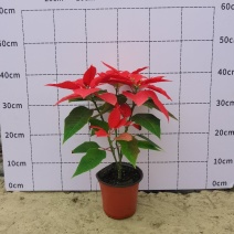 一品红，15杯基地批发现货出售国庆节摆花