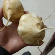 地瓜，凉薯