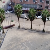 银杏果