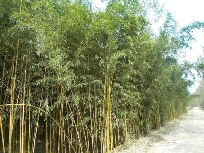 金镶玉竹在自然环境中生长茂盛