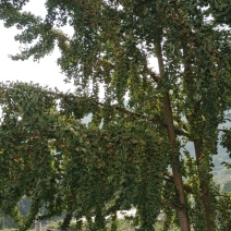 银杏果