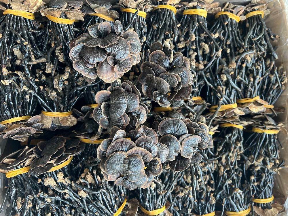 竹灵芝食材与烹饪过程