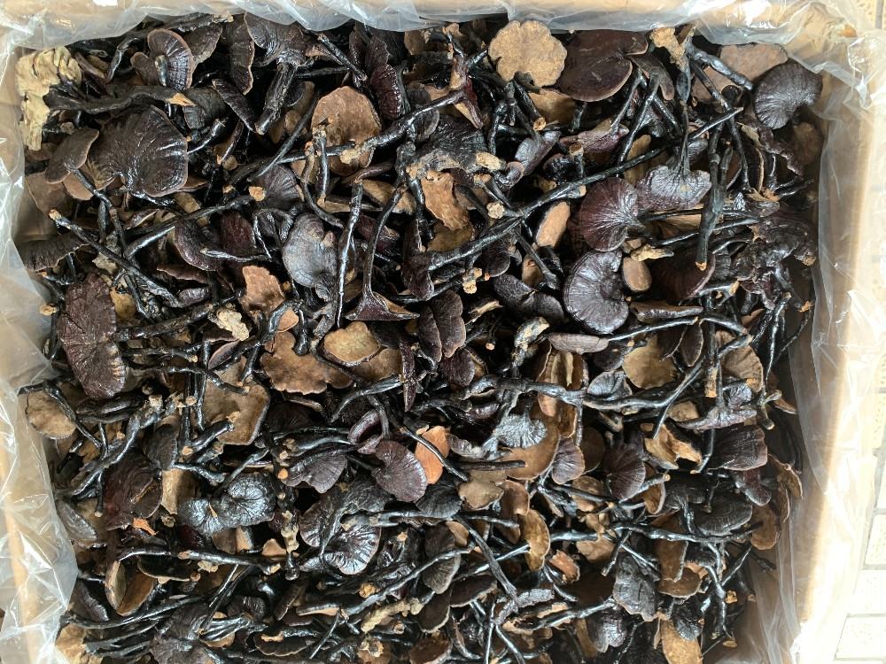 竹灵芝在竹林中自然生长,形态饱满,颜色自然 竹林中自然生长的竹灵芝特写