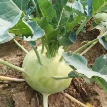 TI-080进口苤蓝种子蔬菜口感甜脆高产抗病耐糠商品性佳
