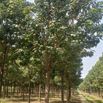 山东楸树价格行情走势 - 一亩田