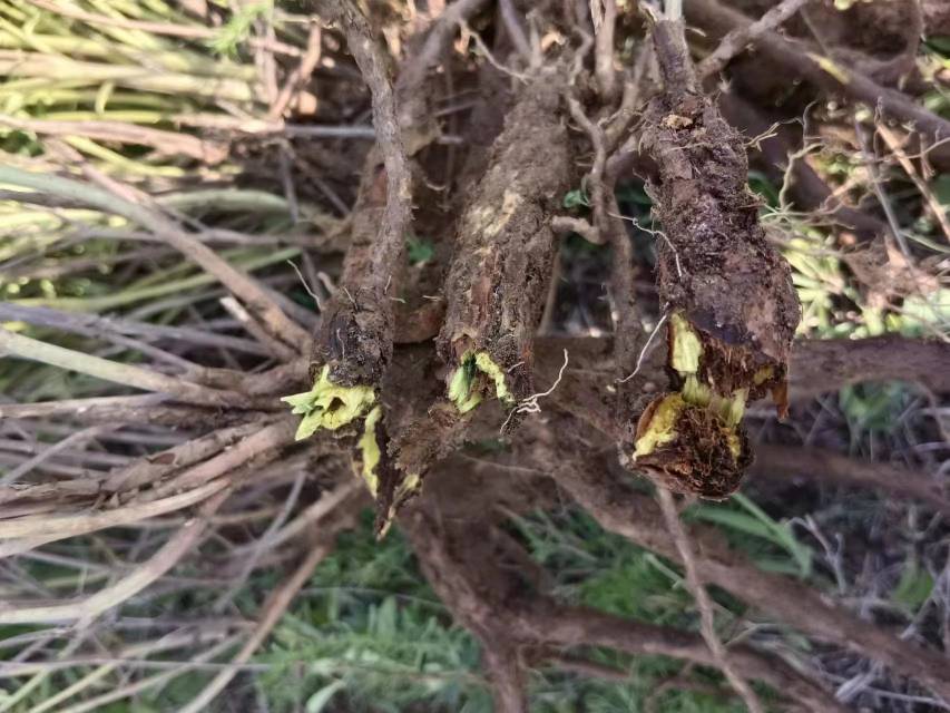 野生黄芩植株全貌