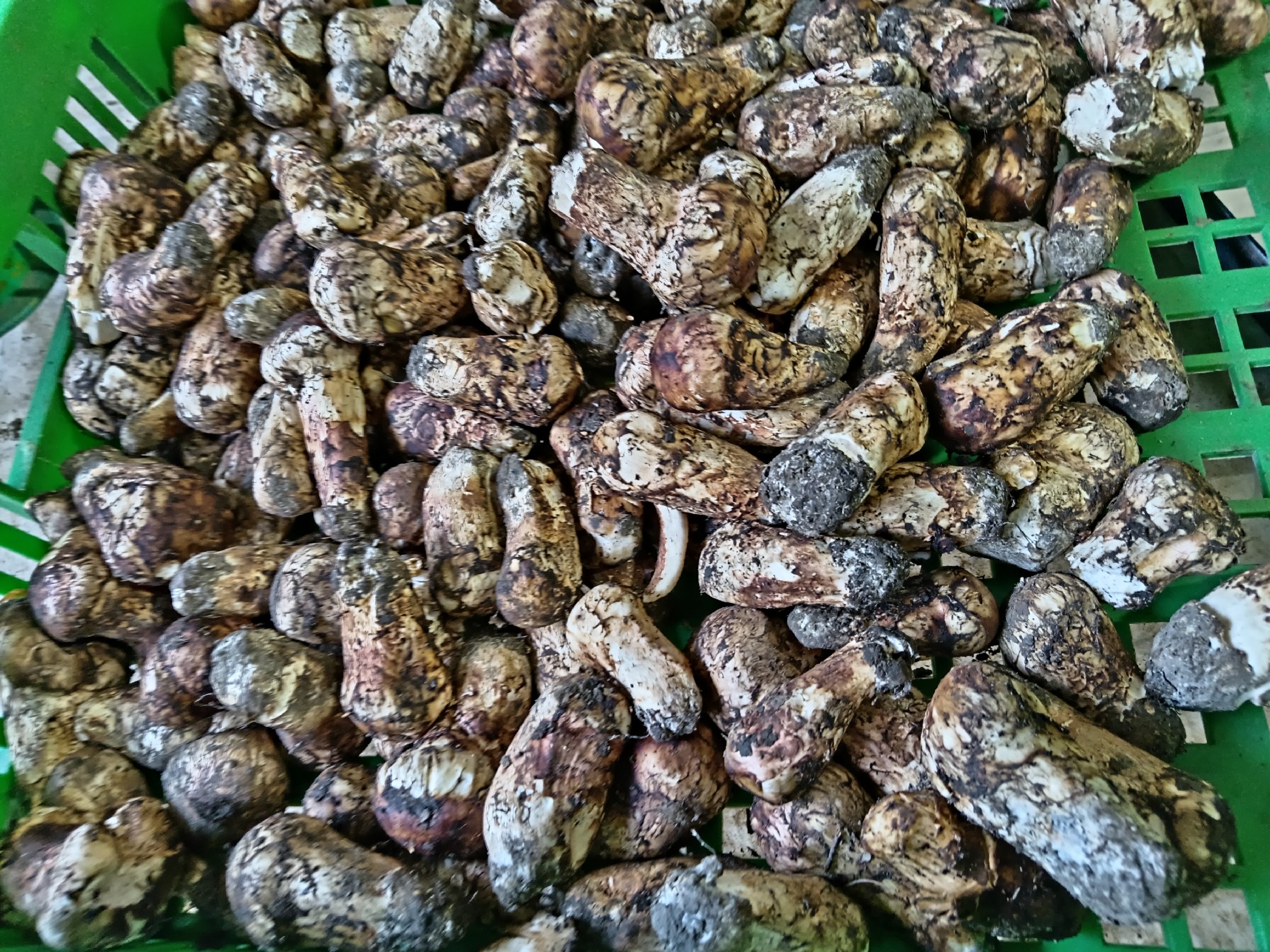 高山松茸特写,展示其洁白的菌肉和自然的生长环境 高山松茸特写