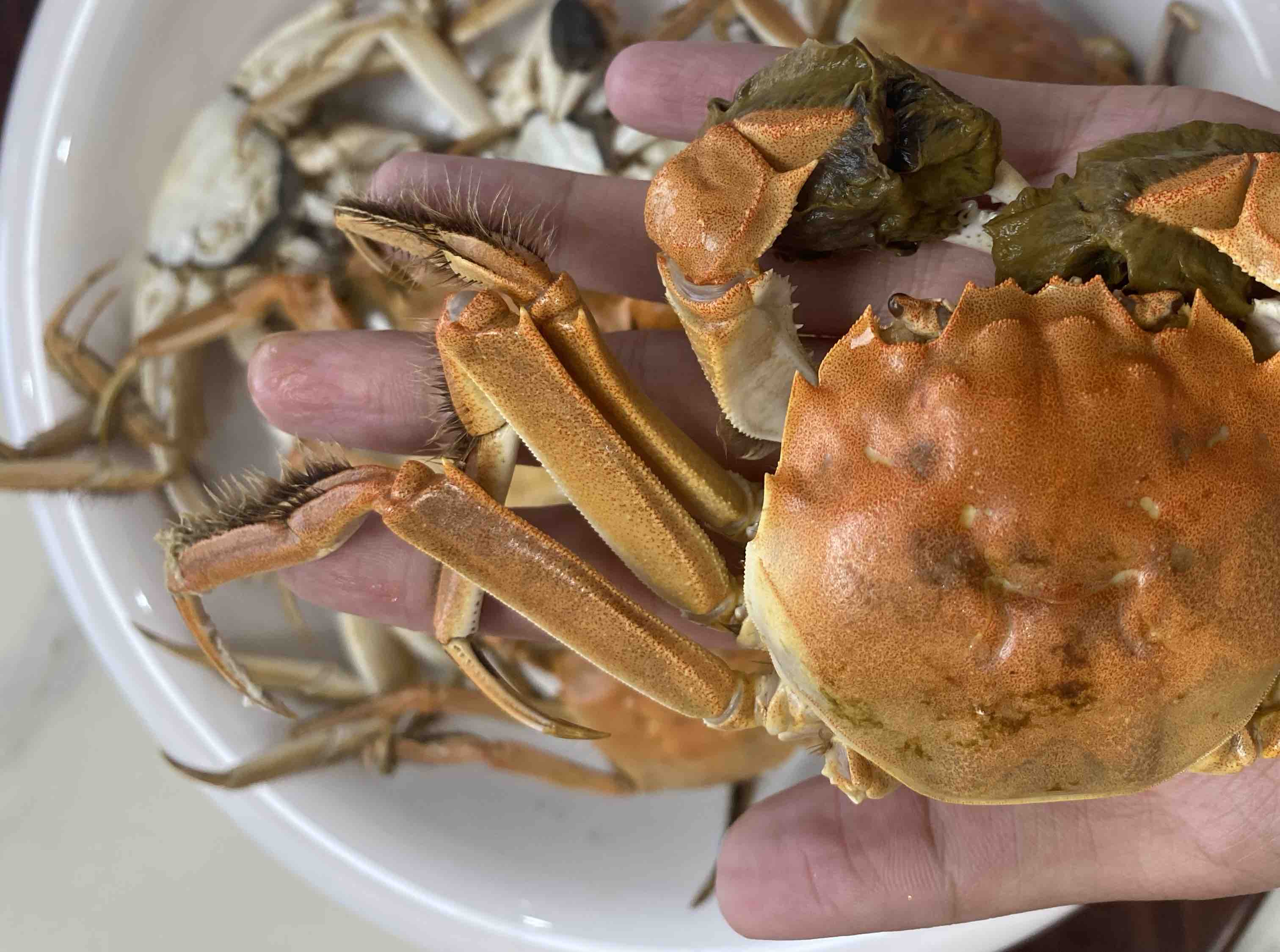 蒸煮后的远海梭子蟹,蟹壳呈橙红色,蟹肉鲜嫩,搭配姜醋食用 蒸煮远海梭子蟹的美食图