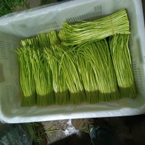 黎蒿种植小王
