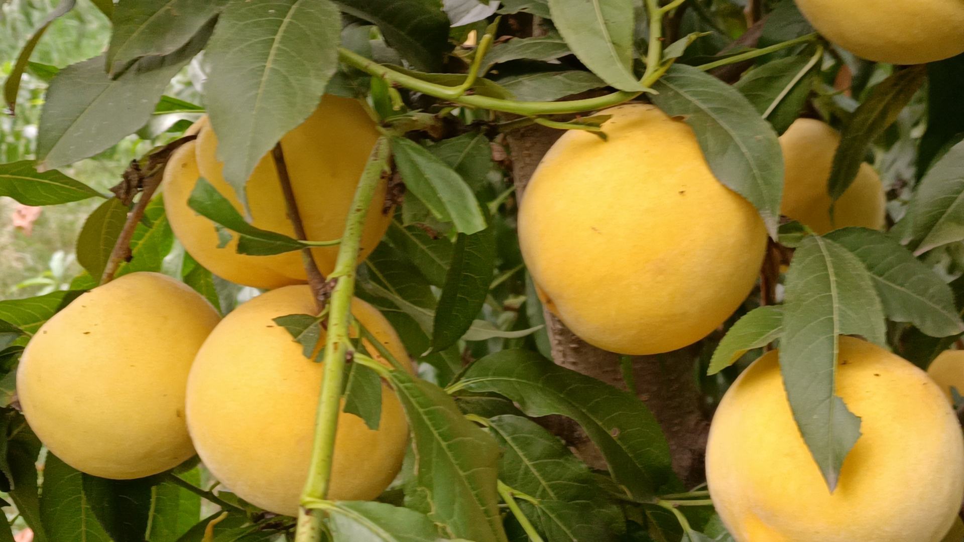 一片阳光充足的果园中,成串金黄色的黄桃挂在绿叶之间,果实表面可见细腻的绒毛,背景为蓝天和整齐排列的桃树,展示典型的毛桃型黄桃生长状态 黄桃果园中成熟的带绒毛黄桃挂在枝头