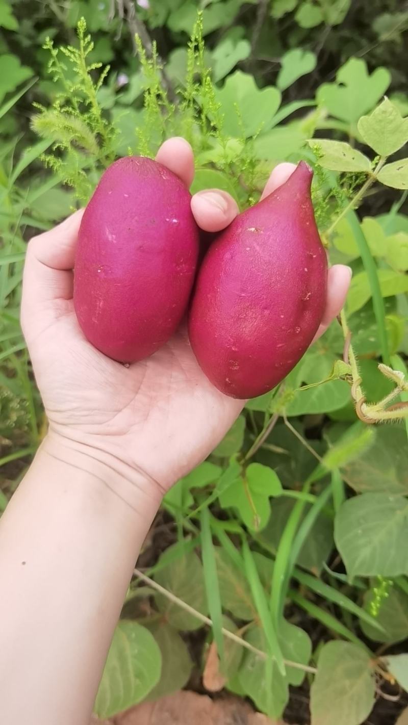 紫薯008越南紫薯一样,皮肤光泽