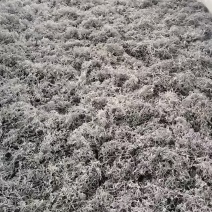 永顺张家界地理标志农产品一莓茶