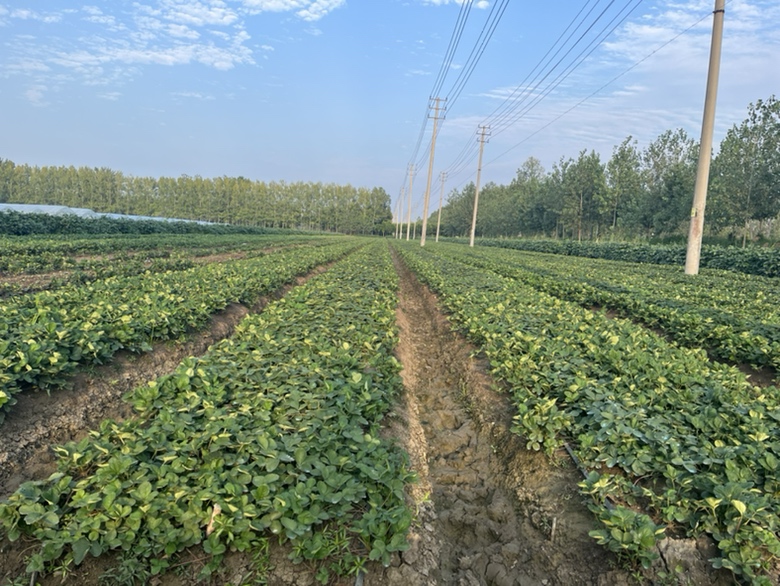 奶油草莓幼苗生长环境