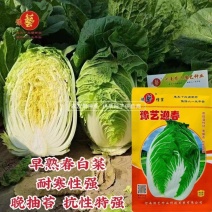 豫艺迎春白菜种子耐寒春季大白菜种子大颗早熟黄心白菜种籽