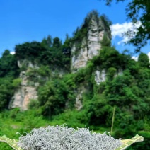 张家界莓茶野山藤茶