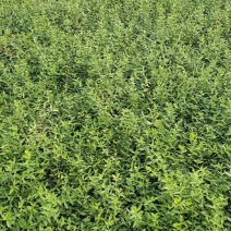 小叶扶芳滕基地直销