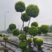 亮晶女贞棒棒糖