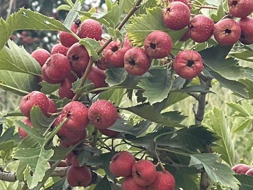 甜红子山楂特写
