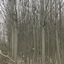 蝴蝶楸树