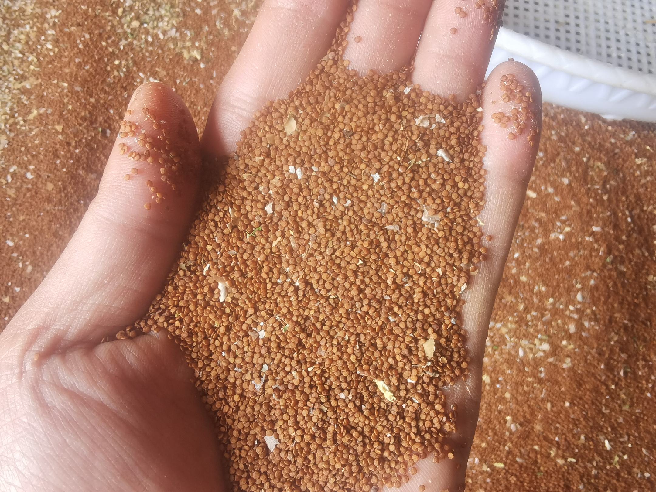 冰糖青提炖煮过程