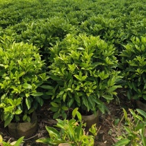 非洲茉莉球40-150cm