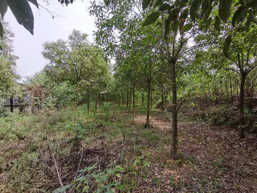 大叶女贞与人互动场景