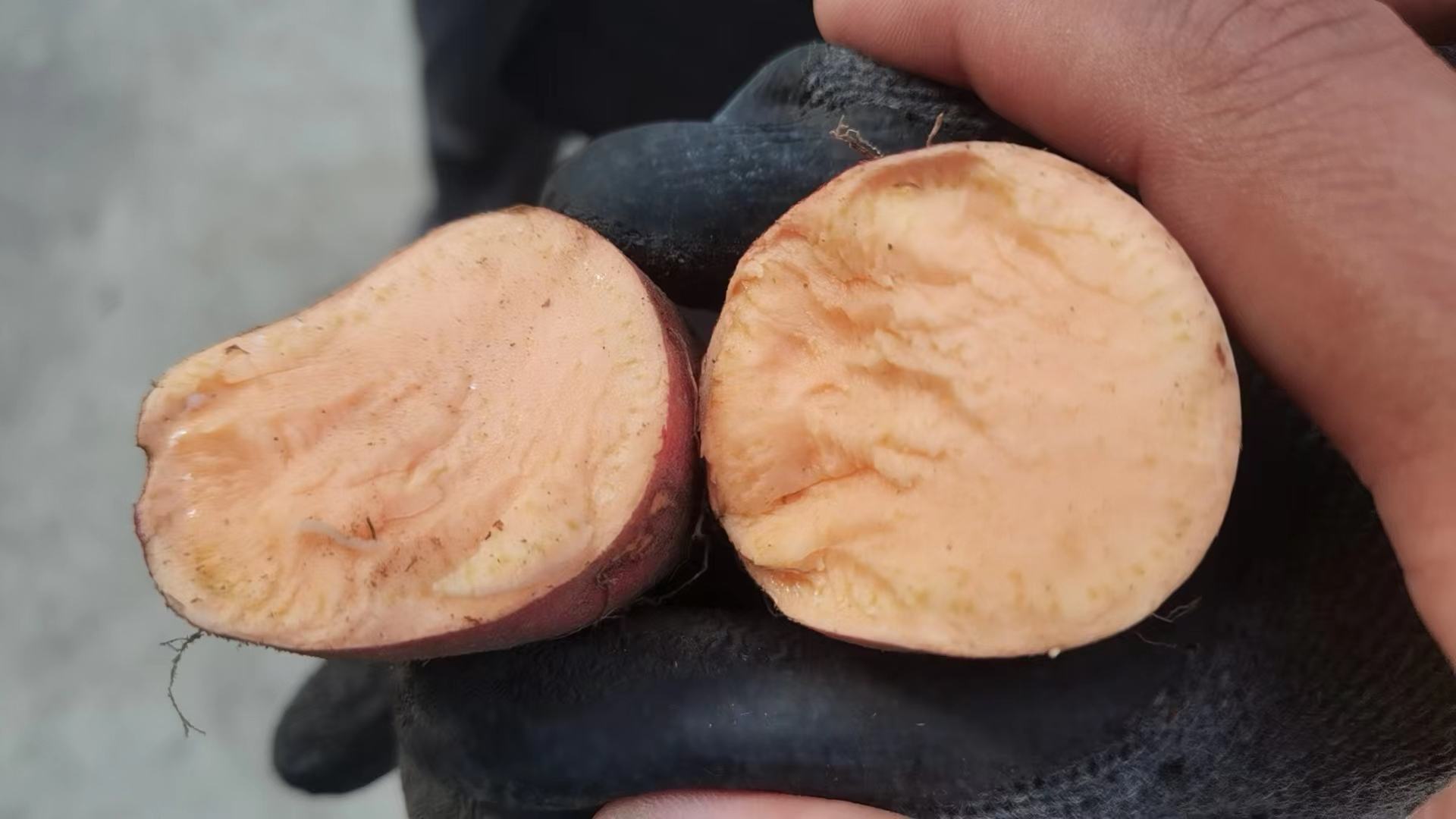 烟薯25切面展示