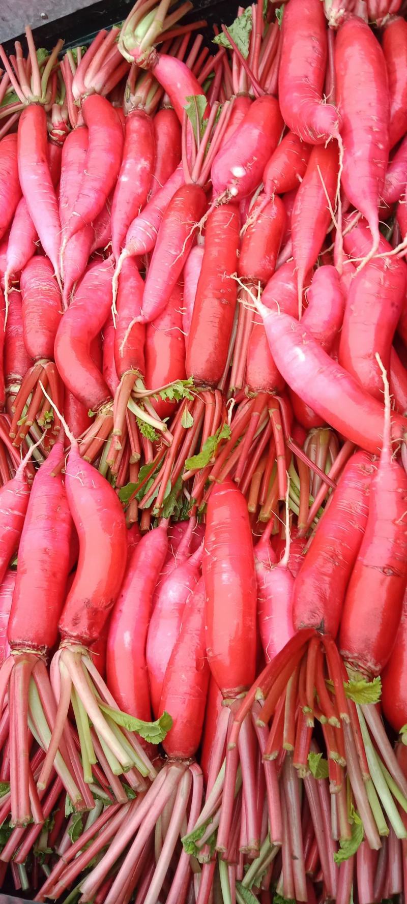 陕西汉中城固红皮水萝卜供商超市场