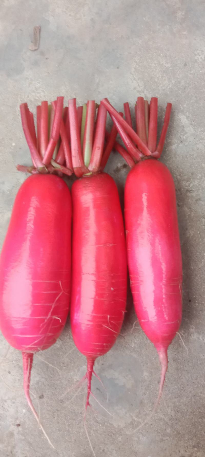 陕西汉中城固红皮水萝卜供商超市场