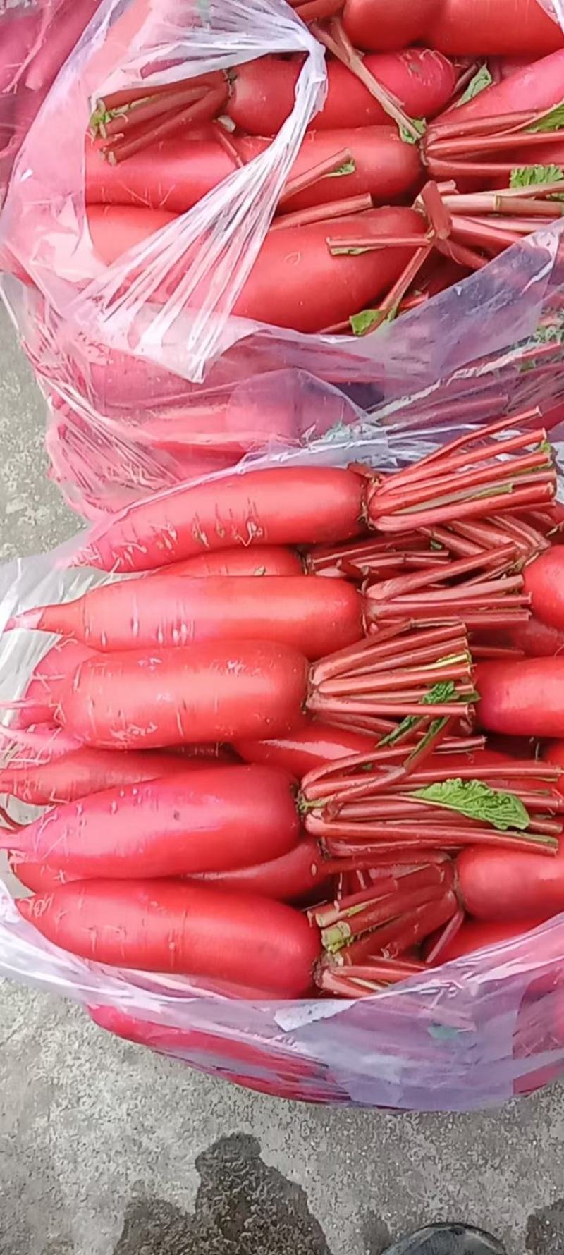 陕西汉中城固红皮水萝卜供商超市场