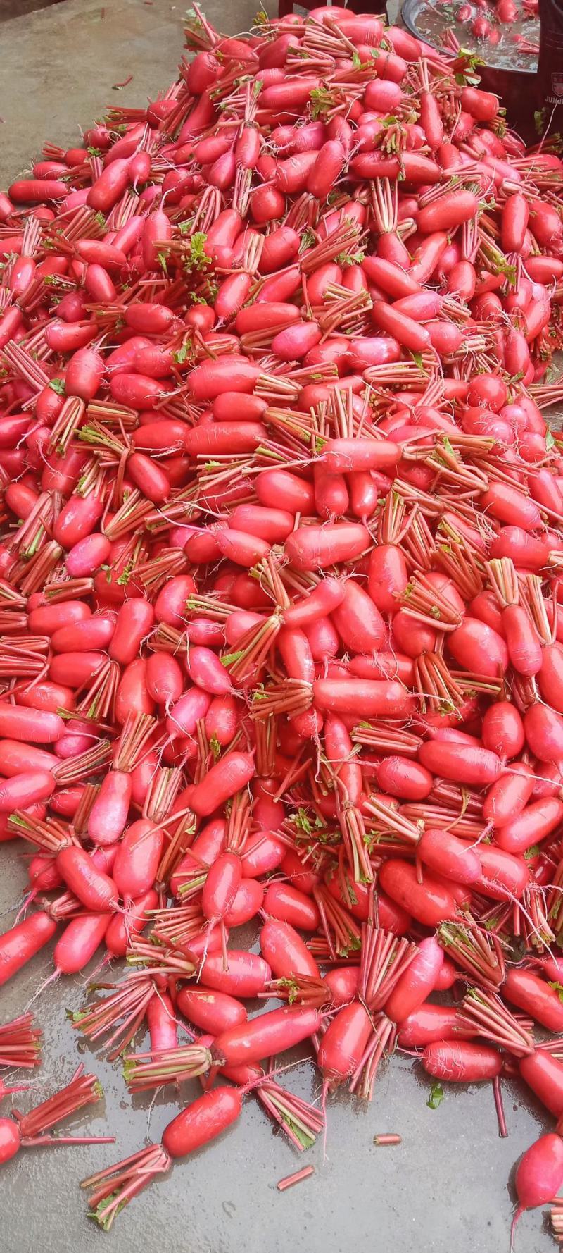 陕西汉中城固红皮水萝卜供商超市场