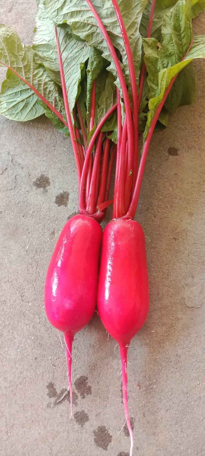 陕西汉中城固红皮水萝卜供商超市场