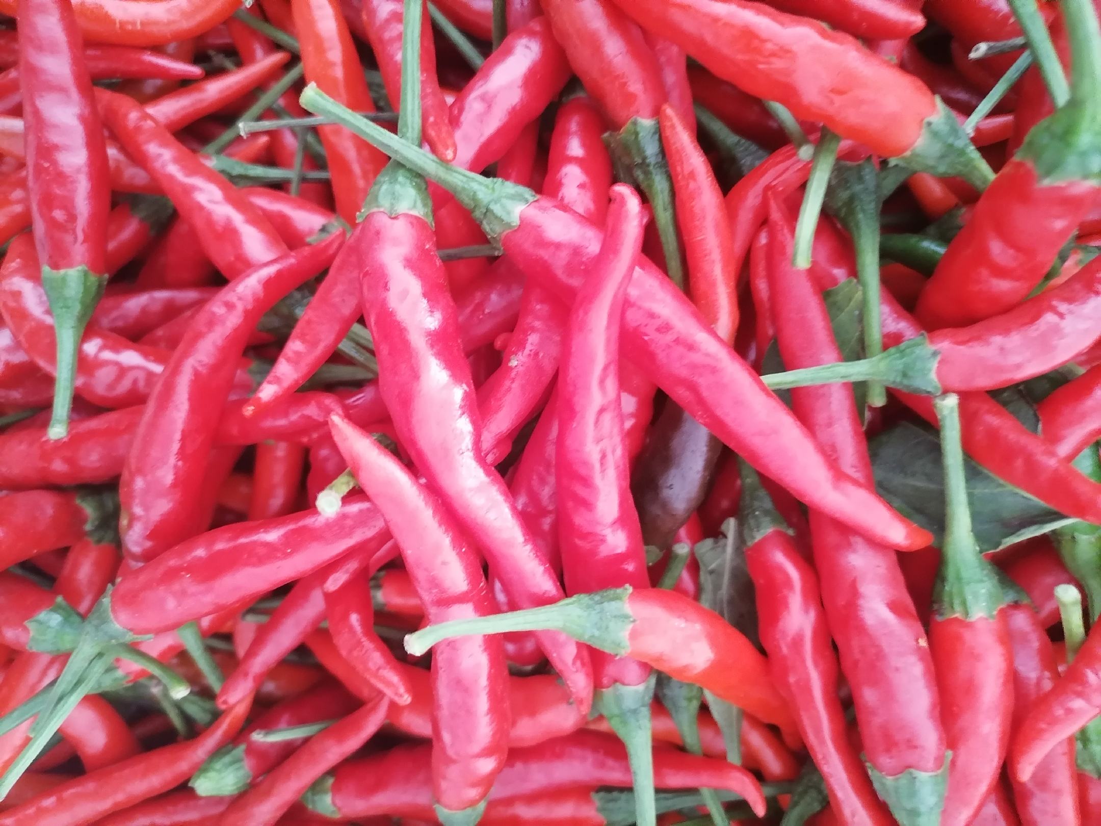 一颗新鲜的小米椒,呈细长锥形,表面光滑有光泽,颜色为鲜艳的红色,背景为木质砧板,旁边有一片切开的蒜瓣,突出其自然、生鲜的状态 小米椒特写