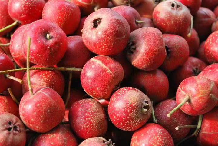 大金星山楂特写