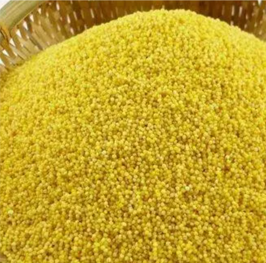 承谷13号小米颗粒图,展示其浅黄色泽与均匀粒型 承谷13号小米颗粒图