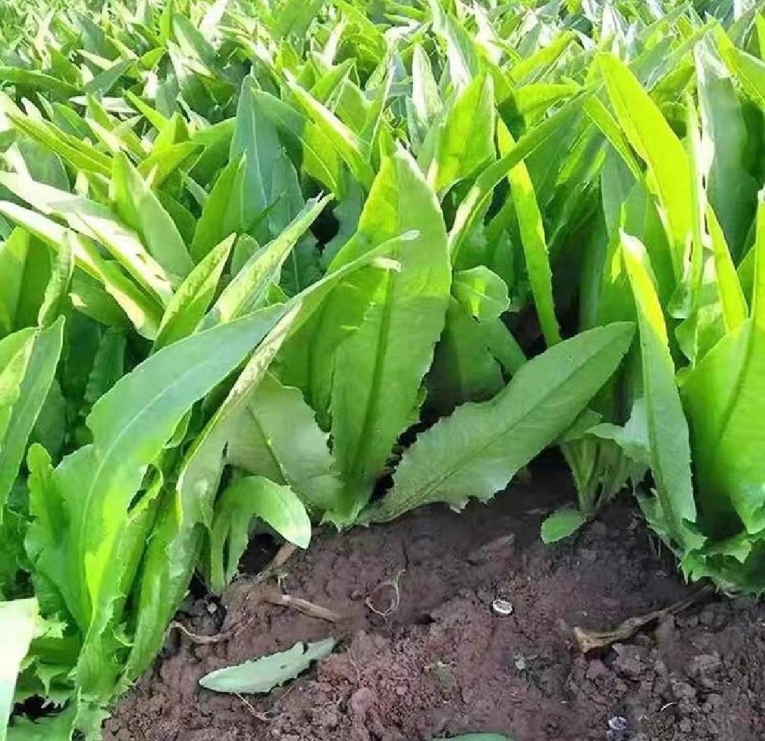 油麦菜小苗种植场景